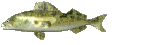 Fisch2